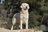 GOLDEN RETRIEVER 537